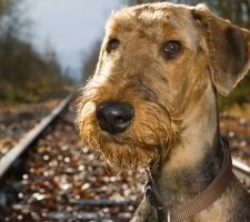 Dog Airedale terrier fajta leírása, fotó, kiskutyák árai, véleménye