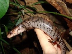 A monkey-eating cink hemisphaeriodon (cyclodomorphus) gerrardii -