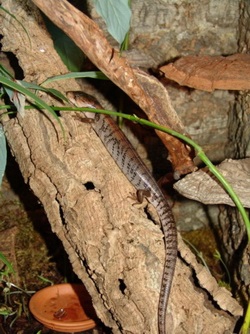 A monkey-eating cink hemisphaeriodon (cyclodomorphus) gerrardii -