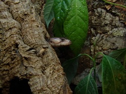 Зміст і розведення уліткоядного цинку hemisphaeriodon (cyclodomorphus) gerrardii -