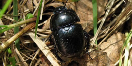 O interpretare de vis a scarabelor la care visurile visează la un scarab