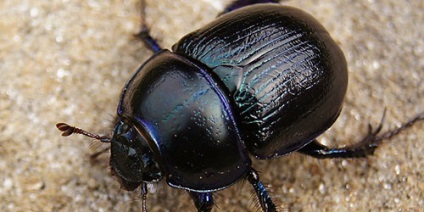 O interpretare de vis a scarabelor la care visurile visează la un scarab