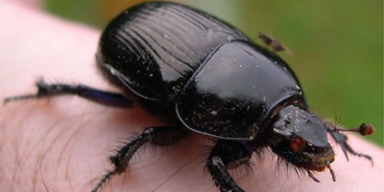 O interpretare de vis a scarabelor la care visurile visează la un scarab