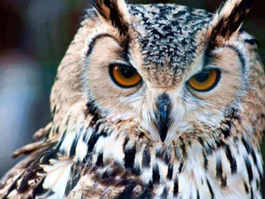 Owl szerencsével - talizmánok minden állatövre - mesterséges vásár - kézzel készített, kézzel készített