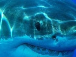 Sfaturi expert în cazul în care atacurile de rechini, da-l în ochi mozaic ochi - comentarii, discuții și