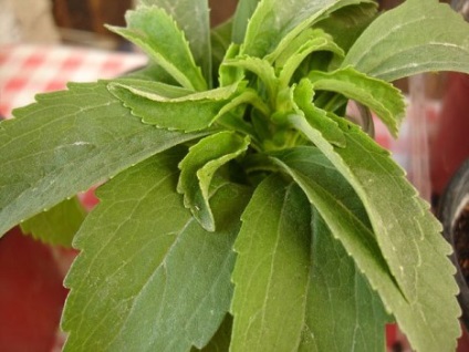 Aplicația de plante Stevia, utilizarea și rănirea, proprietățile dietetice