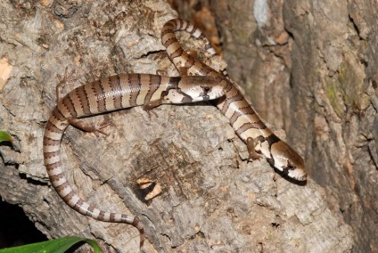 Skink rózsaszín nyelv