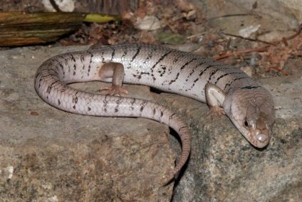 Skink rózsaszín nyelv