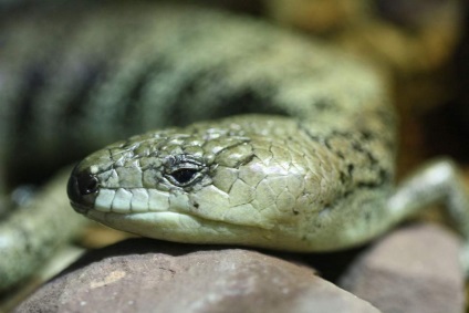 Skink rózsaszín nyelv