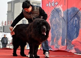 Tibetan Mastiff grooming și grooming