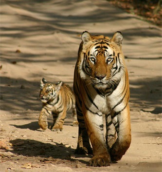 Tigrii sunt în sălbăticie!