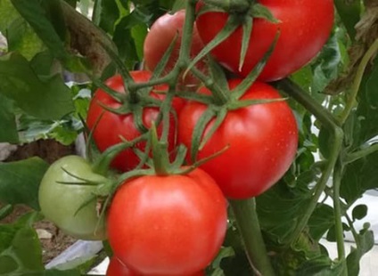 Tomato 