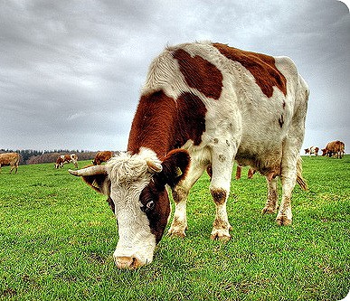 Veterinar de bovine