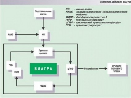 Viagra indicații moi pentru utilizare, compoziție, cost în farmacii