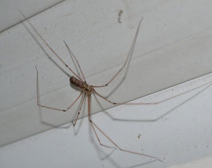 Tipuri de insecte care pot trăi într-un apartament (10 fotografii)