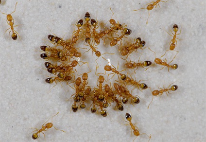 Tipuri de insecte care pot trăi într-un apartament (10 fotografii)