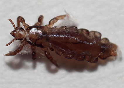 Tipuri de insecte care pot trăi într-un apartament (10 fotografii)