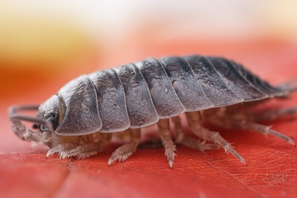 Tipuri de insecte care pot trăi într-un apartament (10 fotografii)