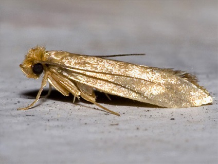 Tipuri de insecte care pot trăi într-un apartament (10 fotografii)