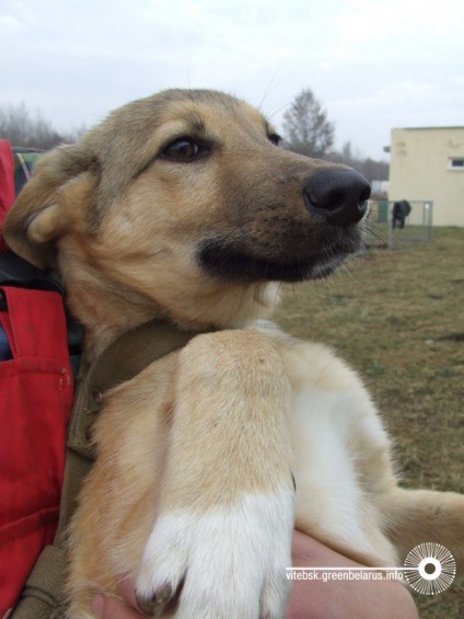 Adăpostul din Vitebsk pentru animalele fără adăpost se poate închide