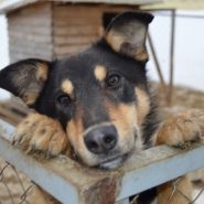 Adăpostul din Vitebsk pentru animalele care solicită ajutor alimentar nu mai este, vitebskcity