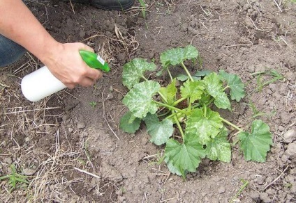 Rădăcini de zucchini smălțuit ce să facă în cazul în care supraaglomerate, videoclipuri și fotografii