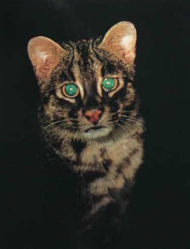 Minden modern fajta macskafélék - a macskák taxonómiája