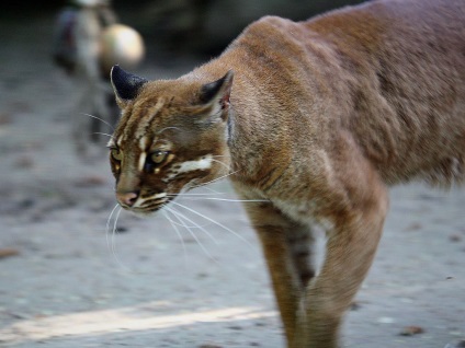 Toate tipurile moderne de feline - taxonomia felinelor