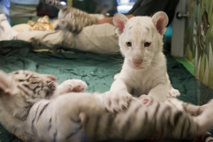 Bengáli vagy fehér tigris ragadozói (12 fotó), gyermekek fejlődése