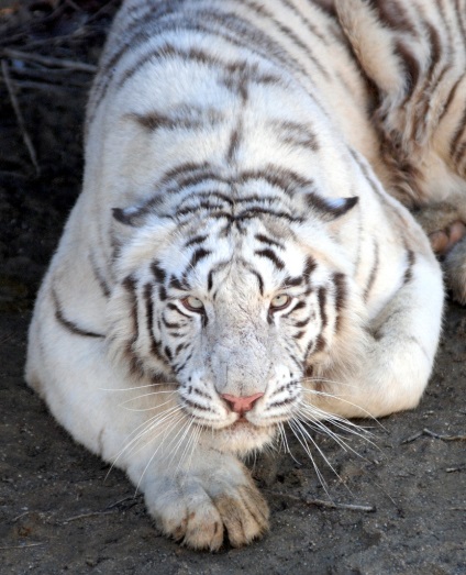 Bengáli vagy fehér tigris ragadozói (12 fotó), gyermekek fejlődése
