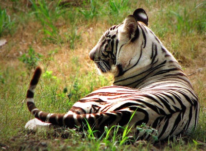 Bengáli vagy fehér tigris ragadozói (12 fotó), gyermekek fejlődése