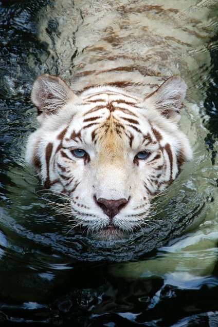 Bengáli vagy fehér tigris ragadozói (12 fotó), gyermekek fejlődése