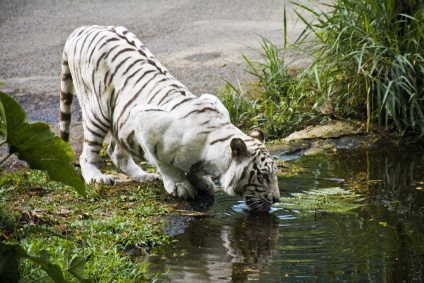 Predatori de tigru bengali sau alb (12 fotografii), dezvoltarea copiilor