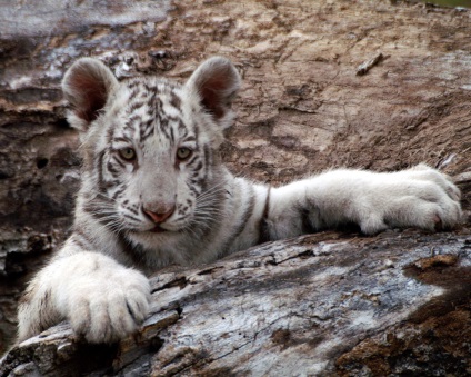 Predatori de tigru bengali sau alb (12 fotografii), dezvoltarea copiilor