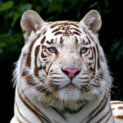 Bengáli vagy fehér tigris ragadozói (12 fotó), gyermekek fejlődése