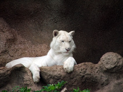 Predatori de tigru bengali sau alb (12 fotografii), dezvoltarea copiilor