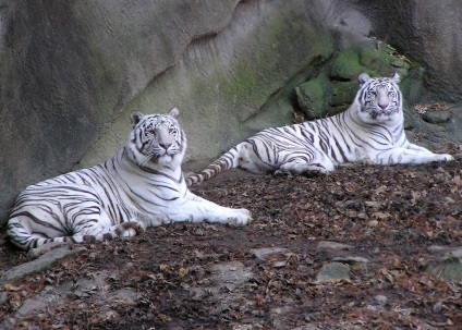 Bengáli vagy fehér tigris ragadozói (12 fotó), gyermekek fejlődése