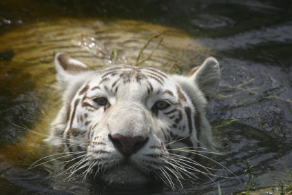 Bengáli vagy fehér tigris ragadozói (12 fotó), gyermekek fejlődése