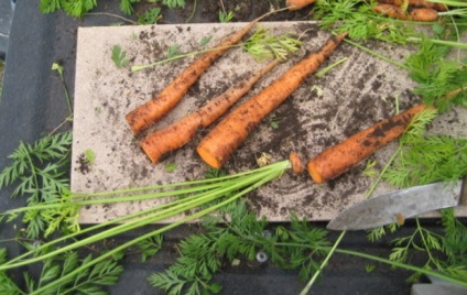 Depozitarea legumelor cum se depozitează cartofi, ceapă, morcovi, sfecla și varză