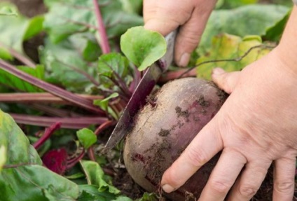 Depozitarea legumelor cum se depozitează cartofi, ceapă, morcovi, sfecla și varză