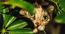Mérgező macskáknak beltéri növények, minden a macskák