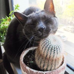 Mérgező macskáknak beltéri növények, minden a macskák