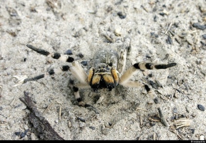 Spiderii otrăviți din Kazahstan, știri despre fotografii