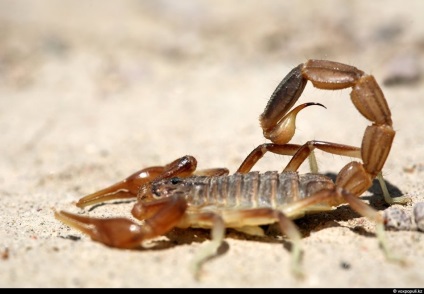 Spiderii otrăviți din Kazahstan, știri despre fotografii