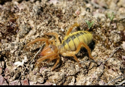 Spiderii otrăviți din Kazahstan, știri despre fotografii