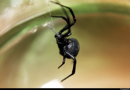 Spiderii otrăviți din Kazahstan, știri despre fotografii