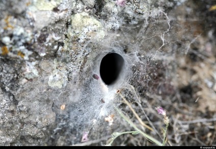 Spiderii otrăviți din Kazahstan, știri despre fotografii