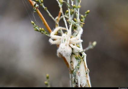 Spiderii otrăviți din Kazahstan, știri despre fotografii