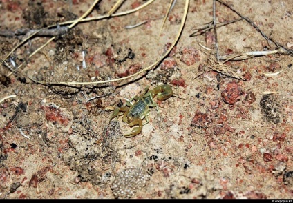 Spiderii otrăviți din Kazahstan, știri despre fotografii