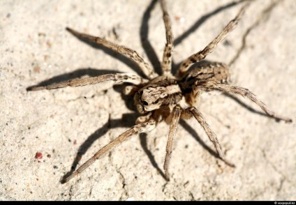 Spiderii otrăviți din Kazahstan, știri despre fotografii